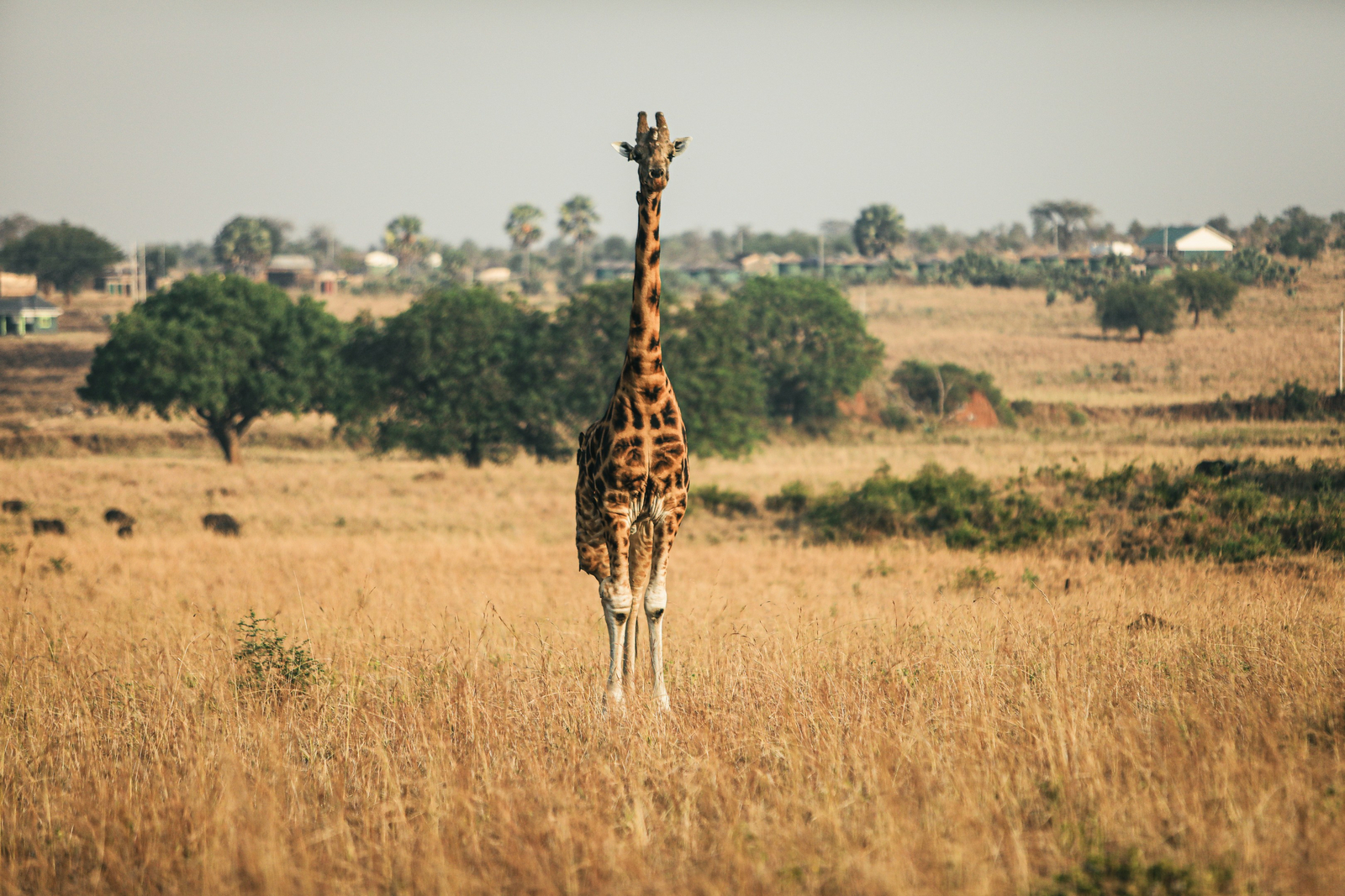 Adere Safari Lodge Adere Safari Lodge: Giraffe