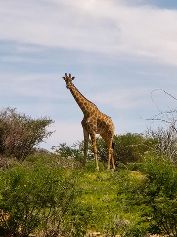 Ai Aiba Lodge Ai Aiba Lodge: Giraffe