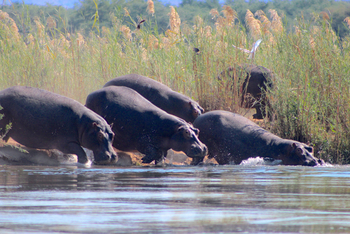 Amanzi Bush Camp: Stampeding Hippos