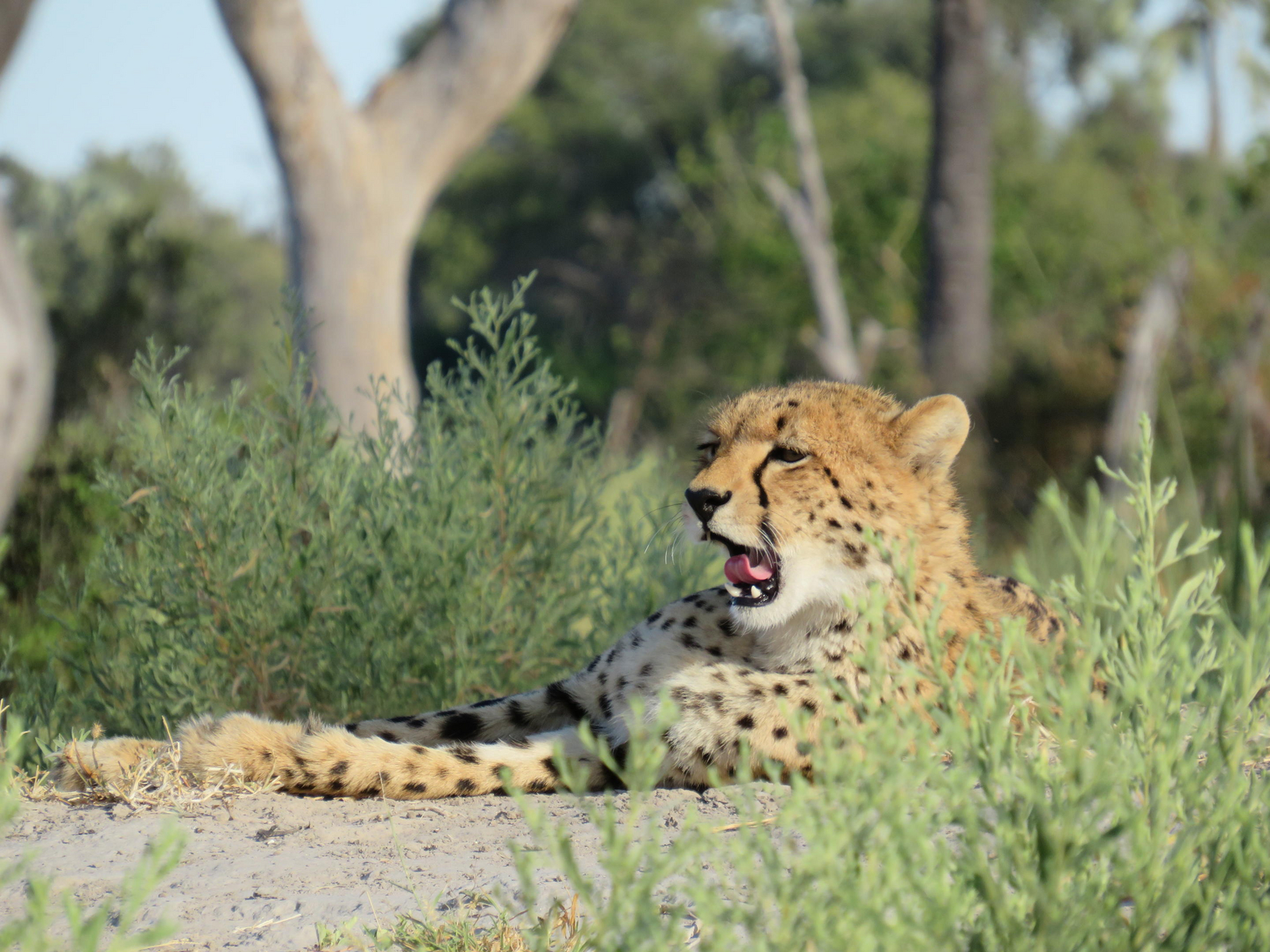 Amber River Camp Amber River Camp