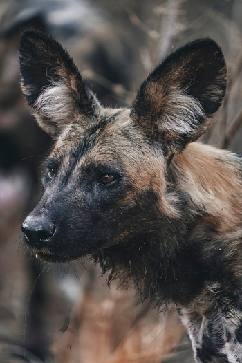 Anabezi Luxury Tented Camp: Wildhundportrait