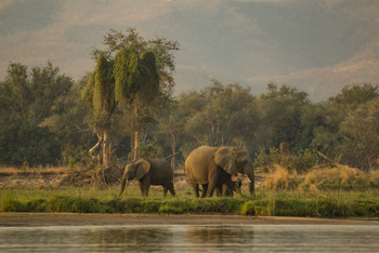 Tusk and Mane Safaris Tusk and Mane Safaris: Elefantenfamilie