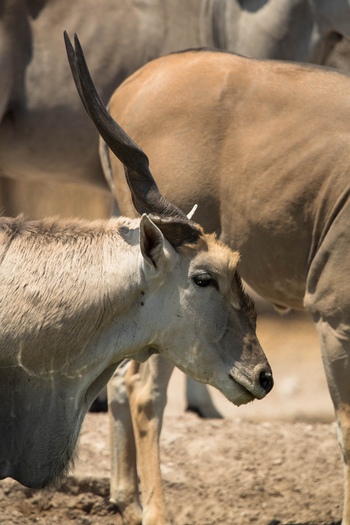 Dinaka Lodge: Elenantiliopen