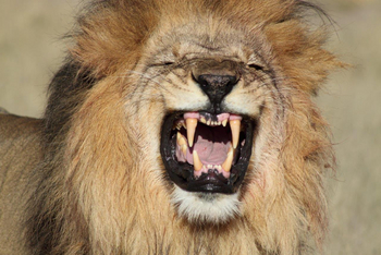 Dinaka Lodge: Gefletschte Zähne