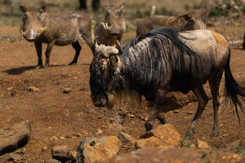 Encounter Mara Camp: Gnu