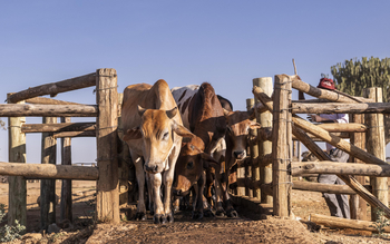 Governors' Mugie: Viehzucht