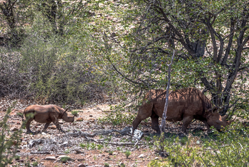 Grootberg Lodge Grootberg Lodge: Nashörner
