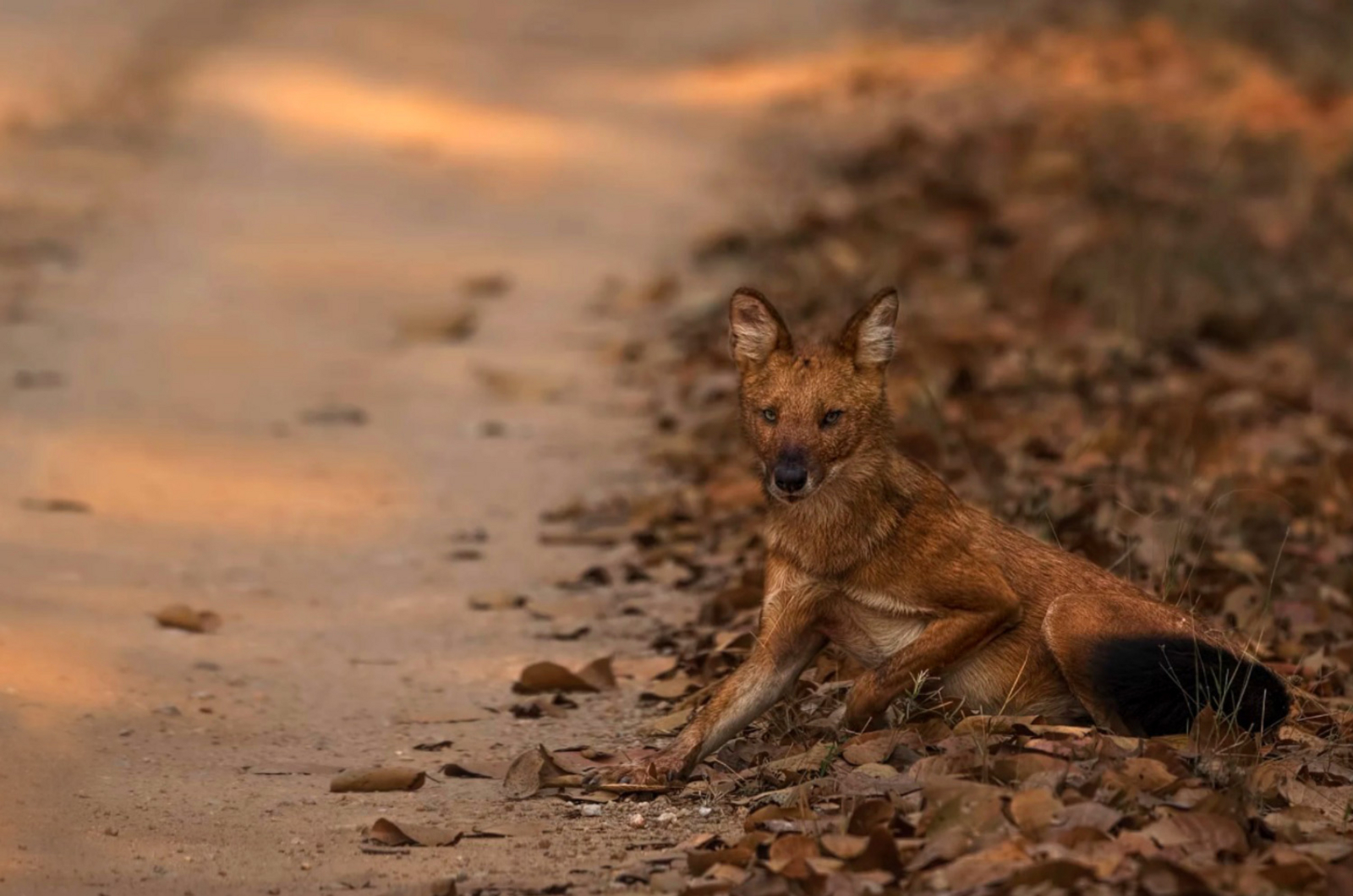 Syna Tiger Resort Syna Tiger Resort: Indischer Wildhund