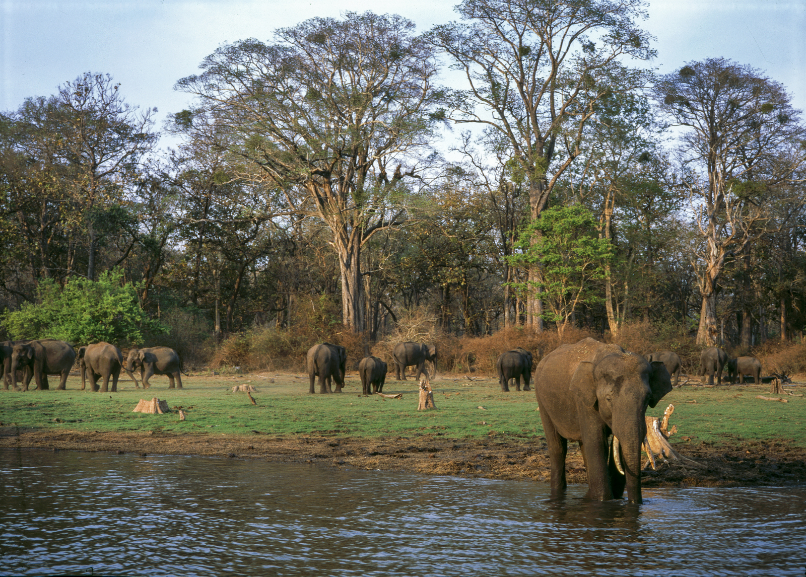 Nagarhole National Park Nagarhole National Park: Elefanten am Kabini River