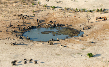Imvelo Safaris Imvelo Safaris: Elefanten an der Mbazu Pan