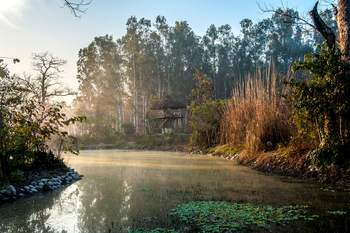 Jim's Jungle Retreat: Außenanlagen