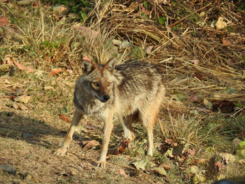 Jim's Jungle Retreat: Goldschakal