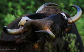 Kaav Safari Lodge: Gaur