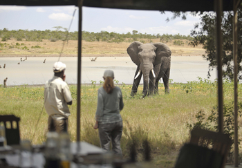 Kicheche Laikipia Camp: Elefant vor dem Camp