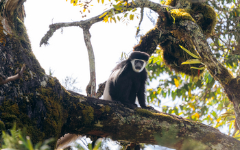 Koroi Forest Camp: Mantelaffe