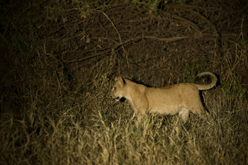 Kuro Tarangire Camp: Löwe bei Nacht