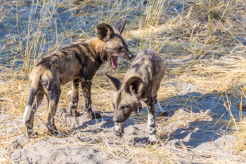 Lebala Camp Lebala Camp: Wildhundwelpen