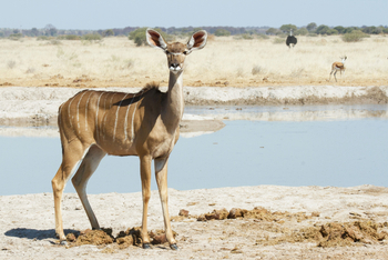 Leroo La Tau Lodge: Kudu
