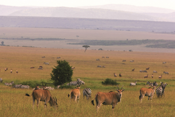 Mara Expedition Camp: Eland und Zebras