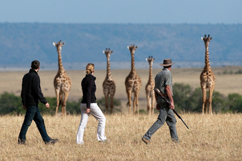 Mara Plains Camp: Walking Safari und Giraffen