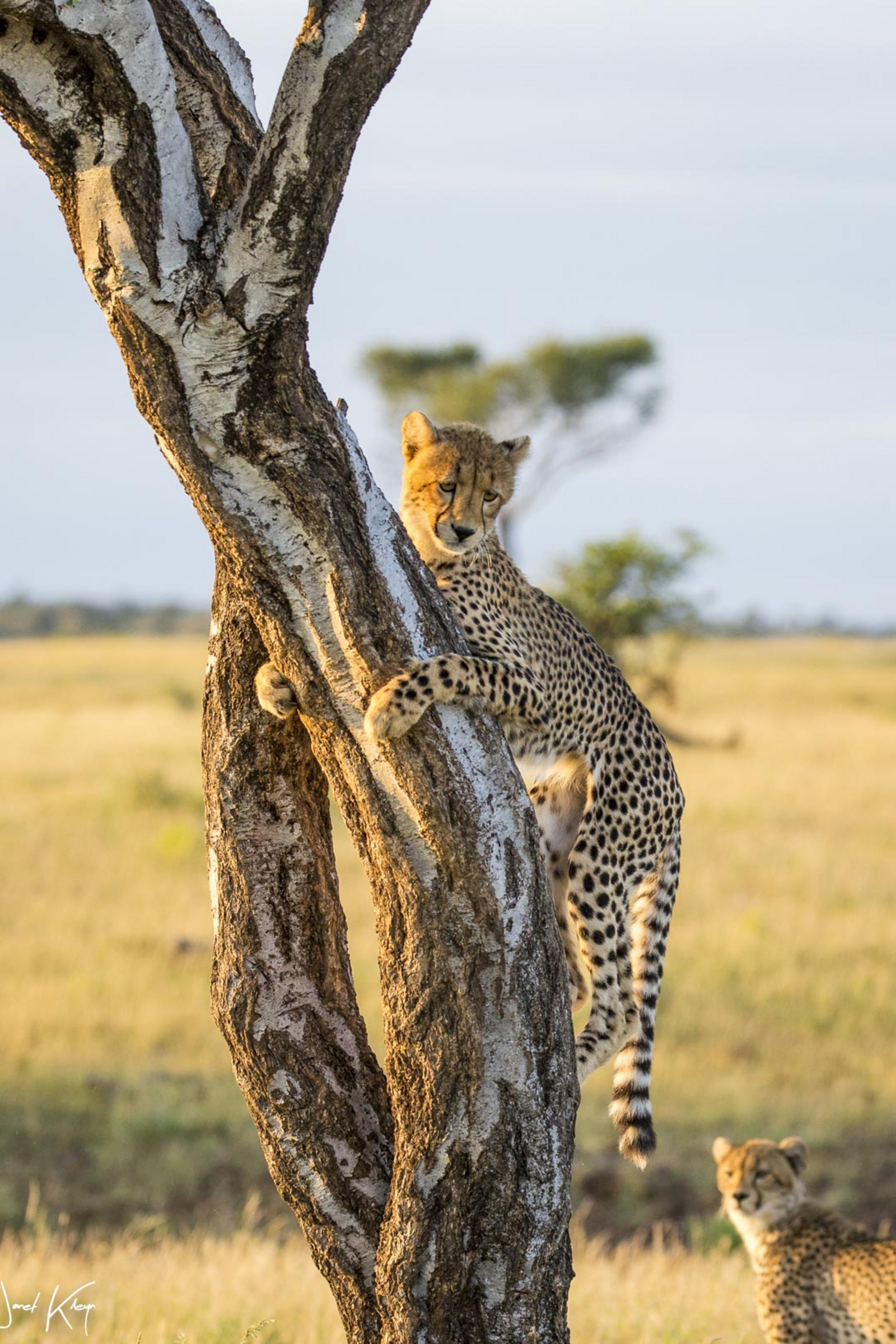 Mashatu Game Reserve Mashatu Game Reserve: Kletterender Gepard