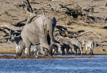 Meno A Kwena Camp Meno A Kwena Camp: Elefant und Zebras