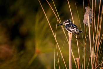 Mogogelo Camp Mogogelo Camp: Pied Kingfisher
