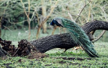 Mt. Meru Game Lodge: Pfau
