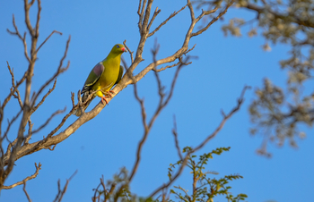 Mukambi Fig Tree Bush Camp: Rotnasen-Grüntaube