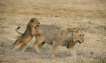 Musekese Camp Musekese Camp: Junge Löwen