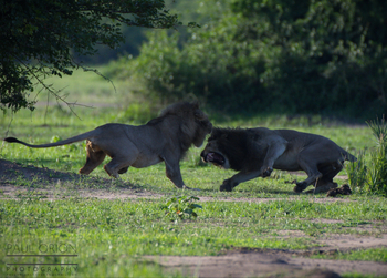 Mvuu Lodge: Kämpfende Löwen