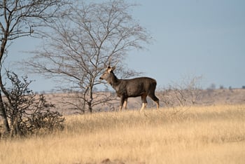 Nahargarh: Sambar-Hirsch
