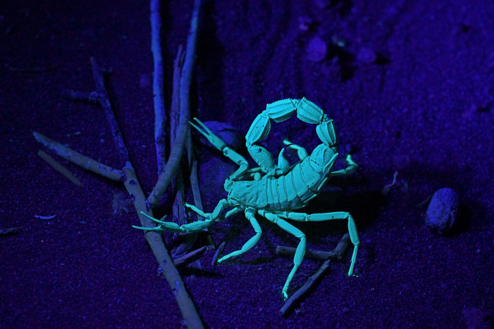 Namib Dune Star Camp Namib Dune Star Camp: Skorpion in UV-Licht