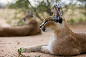 Okonjima Plains Camp: Karakal