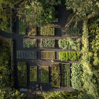 One and Only Gorilla's Nest: Garten