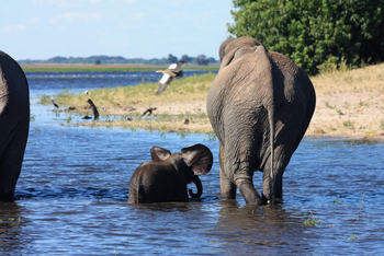 River View Lodge: Elefanten beim Bad