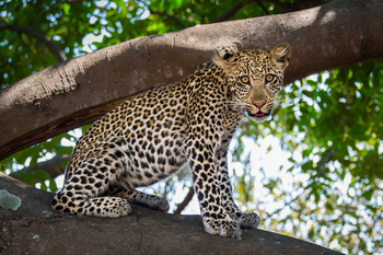 Robin Pope Safaris Robin Pope Safaris: Junger Leopard
