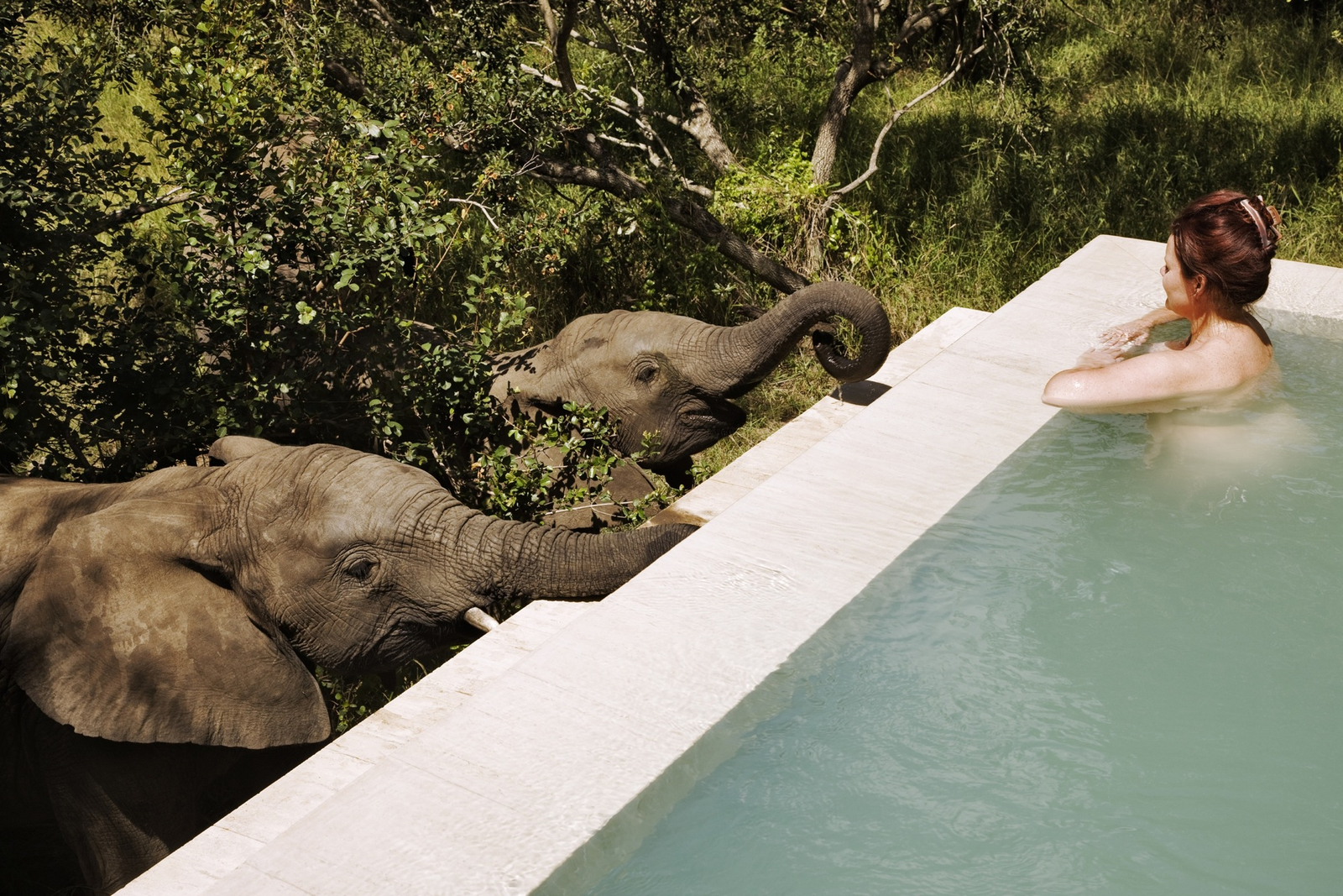 Royal Malewane Royal Malewane