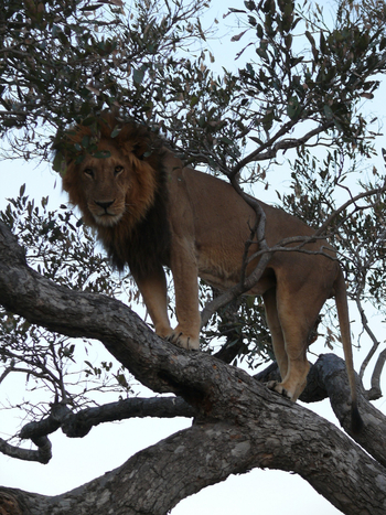 Sanctuary Chief's Camp Sanctuary Chief's Camp: Löwe im Baum