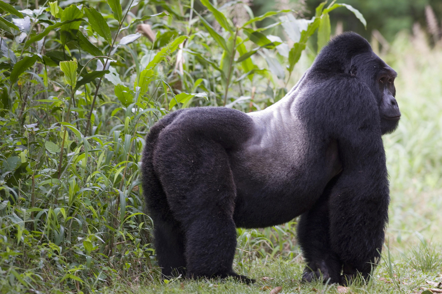 Sanctuary Gorilla Forest Camp