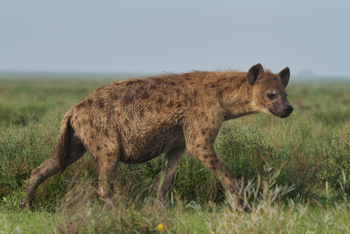 Serian Serengeti Lamai: Tüpfelhyäne