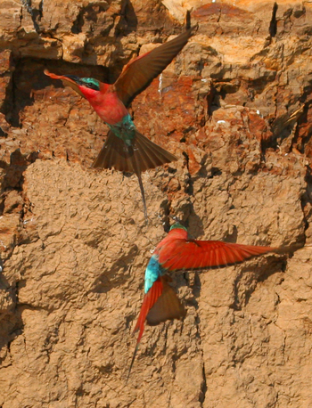 Shenton Safaris: Carmine Bee-Eater Hide