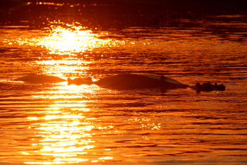 Shenton Safaris: Hippo Hide