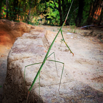 Shergarh Tented Camp: Twelve-inch Stick Insect