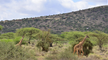 Shu'mata Camp: Giraffen vor dem Camp