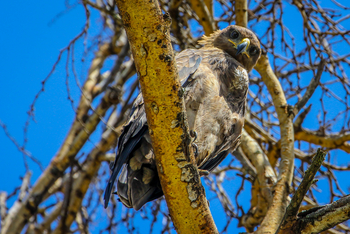 Sirikoi Lodge Sirikoi Lodge: Überlegener Greifvogel