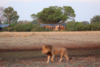 Splash Camp: Löwe an der Splash-Pfanne