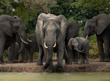 Sungani Lodge Sungani Lodge: Elefanten beim Trinken