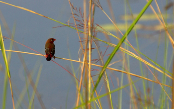 Svasara Jungle Lodge: Red Avadavat