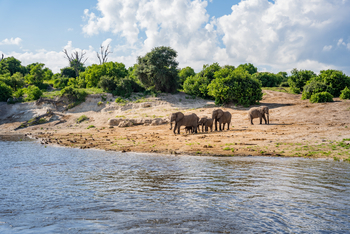 UOBS Chobe National Park: Kleine Elefantengruppe